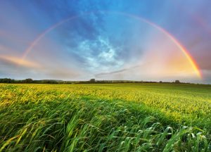 Rainbow over spring field